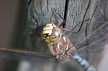 Image showing Dragonfly