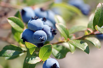 Image showing Wild Blueberries (Vaccinium myrtilloides)