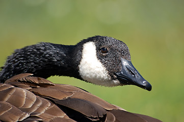 Image showing Canada Goose