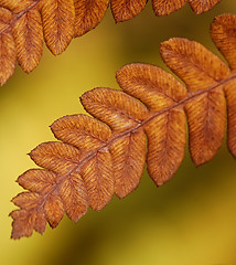 Image showing Dying Fern