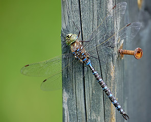 Image showing Dragonfly