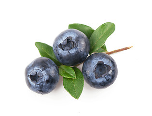 Image showing Mature bilberry