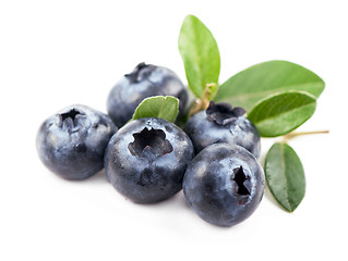 Image showing Mature bilberry