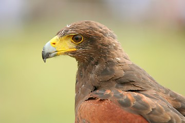 Image showing Predator bird