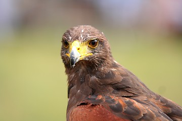 Image showing Predator bird