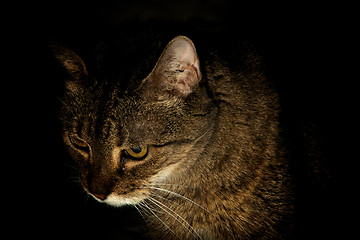 Image showing portrait of a cat at night