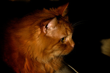 Image showing portrait of an orange cat at night