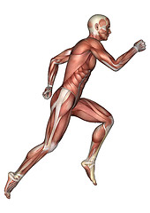 Image showing Male Anatomy Figure