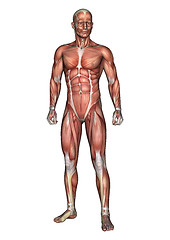 Image showing Male Anatomy Figure