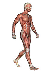 Image showing Male Anatomy Figure