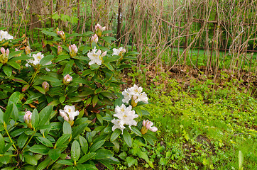 Image showing wide white magnolia bush country garden  