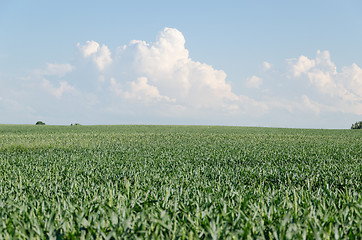 Image showing green rye field and blue sky and cloud background 