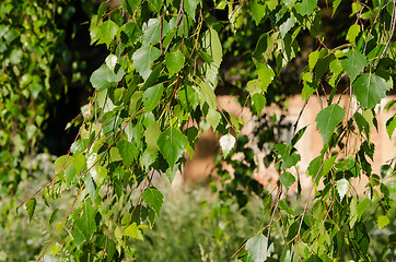 Image showing birch tree branch with leaves village house 