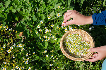 Image showing herbalist hand pick camomile herbal flower blooms 