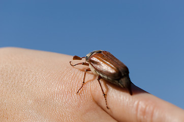 Image showing palm and fingers crawling big chafer bug beetle 