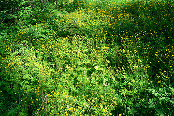 Image showing Field with flowers