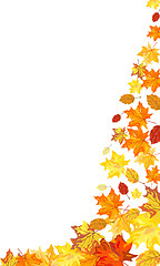 Image showing Autumn maple background