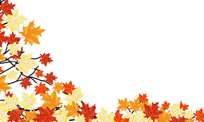 Image showing Autumn maple background