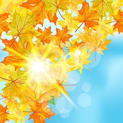 Image showing Autumn maple background