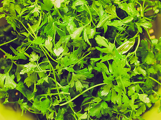 Image showing Retro look Parsley