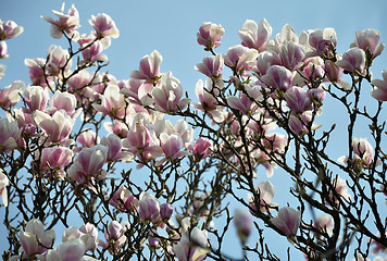 Image showing Pink Magnolia