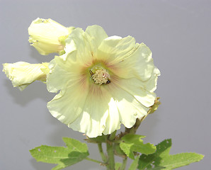 Image showing One open and two closed hibiscus blooms on gray background