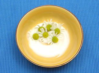 Image showing Camomile bloom in a cream on blue mat