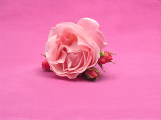 Image showing One big and three little roses on pink background