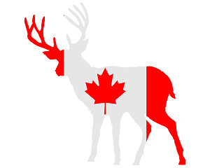 Image showing Canadian deer