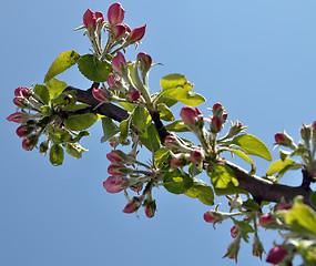 Image showing Apple blooms