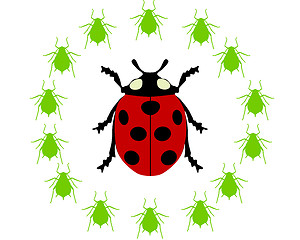 Image showing Ladybird diet