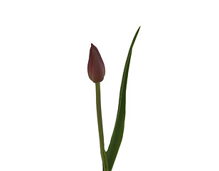 Image showing Red tulip 
