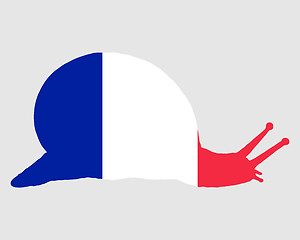 Image showing French slug 