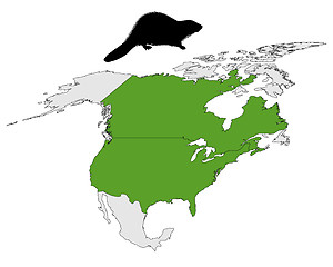 Image showing Distribution of canadian beaver 