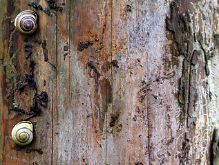 Image showing snails on wood