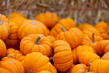 Image showing pumpkin patch