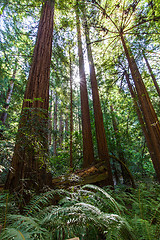 Image showing redwood forest