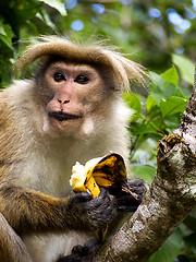 Image showing Monkey eats banana