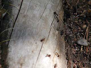 Image showing Ants on a root