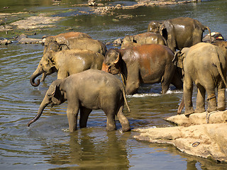 Image showing Elephant bathing at the orphanage