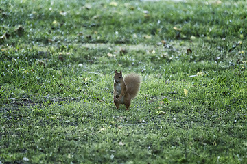 Image showing Squirrel on the grass near tree