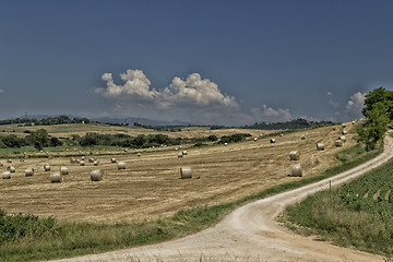 Image showing Field of hay bales