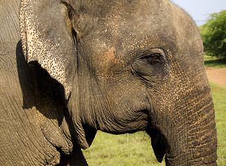 Image showing Closeup of an indian elephant