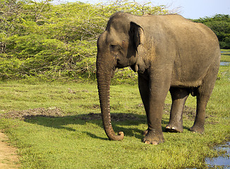 Image showing Portrait of an indian elephant in the National Park