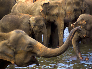 Image showing Elephant bathing at the orphanage