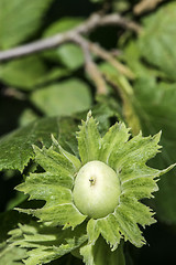 Image showing  Branch with hazelnuts