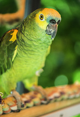 Image showing Green parrot