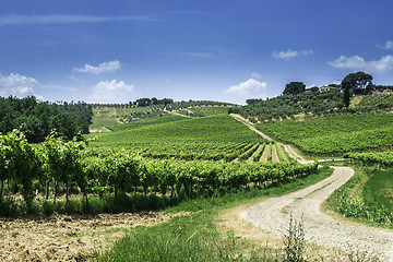 Image showing Vine plantations and farmhouse in Italy