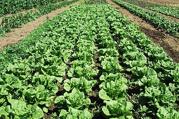 Image showing Plantations with lettuce