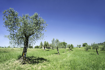 Image showing Olive tree in Italy